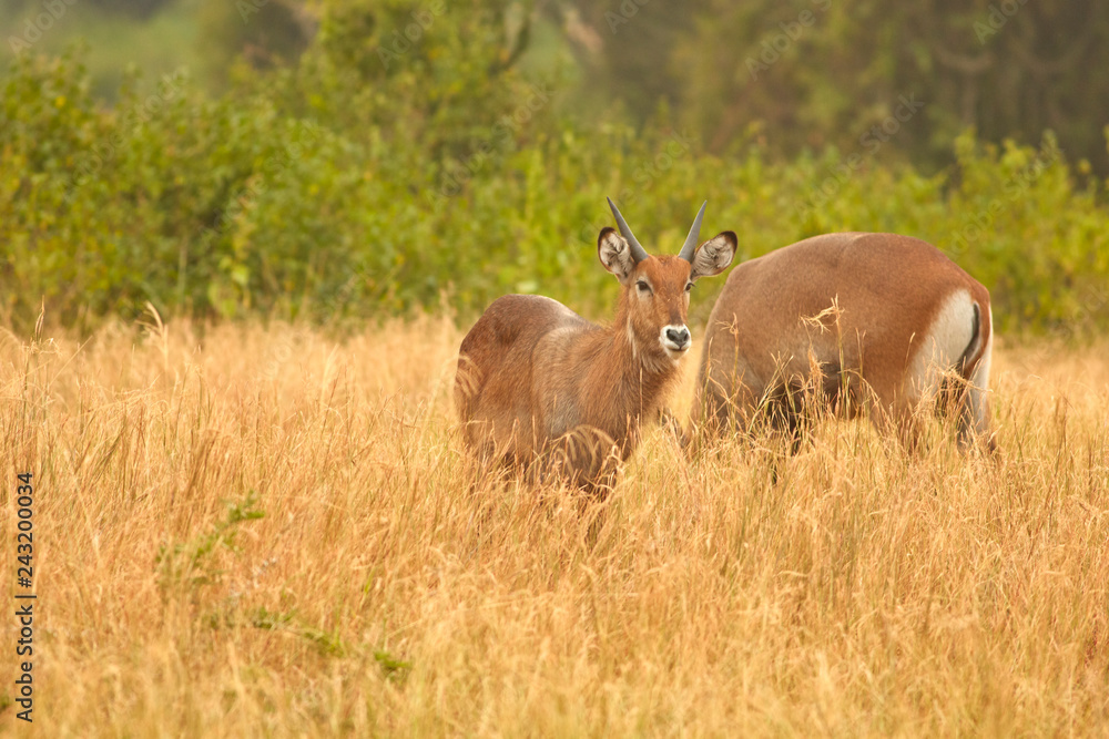 Fototapeta premium Queen Elizabeth Wildlife