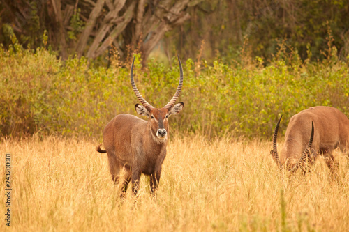 Queen Elizabeth Wildlife