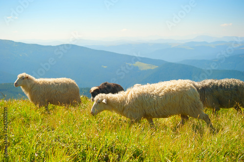 Herd sheeps grazing mountai...