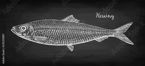 Chalk sketch of herring.