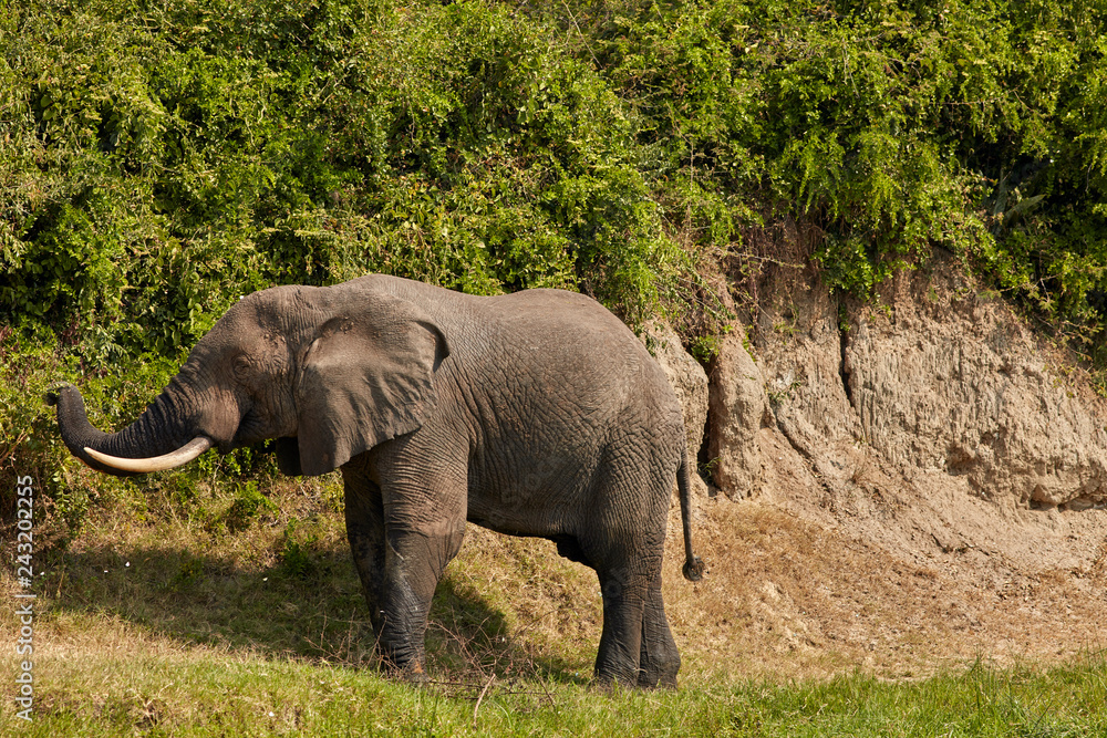 Fototapeta premium Queen Elizabeth Wildlife