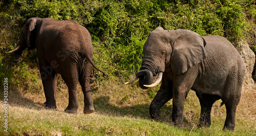 Queen Elizabeth Wildlife