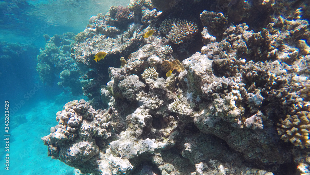 Naklejka premium Coral reef underwater, a lot of fish, diving