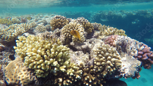 Fototapeta Naklejka Na Ścianę i Meble -  Yellow fish among the coral reef, close up