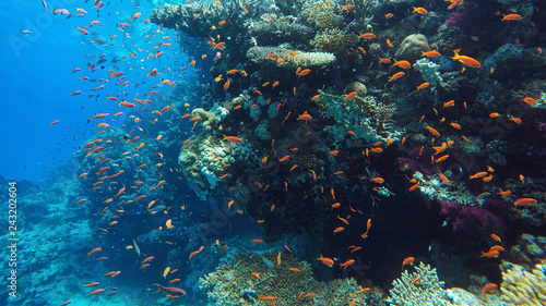 Fototapeta Naklejka Na Ścianę i Meble -  Coral reef underwater, a lot of fish, diving