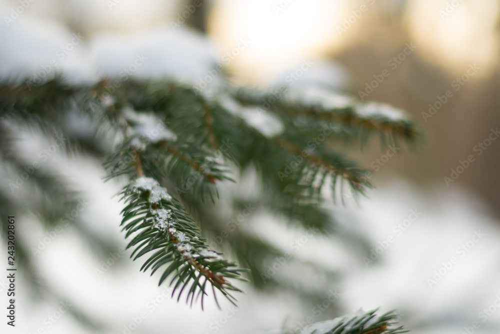 Close up branch of christmas tree covered with snow, ice and frost on sunset sky background in warm tones. Winter landscape with blurred background. Hello december, january, february.