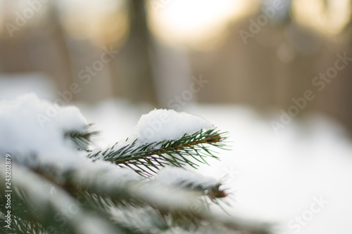 Close up branch of christmas tree covered with snow, ice and frost on sunset sky background in warm tones. Winter landscape with blurred background. Hello december, january, february.