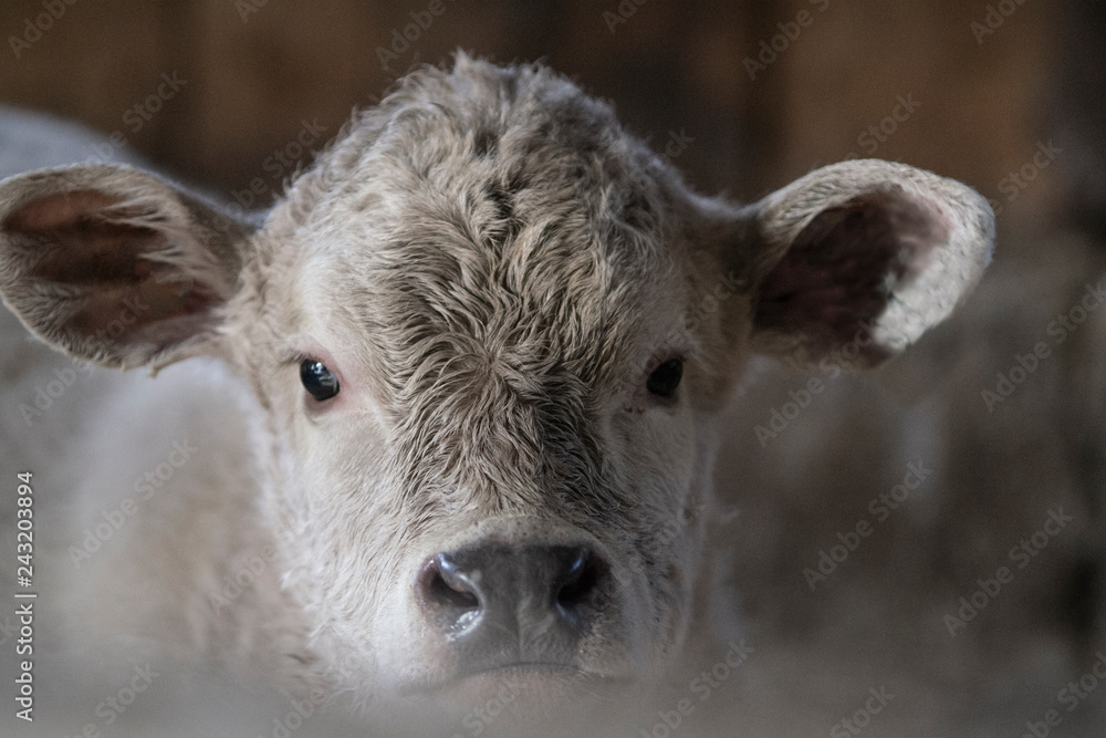 Black Angus Charolais Mixed Calf Cow in Barn Black Angus Charolais Mixed Calf Cow in Barn