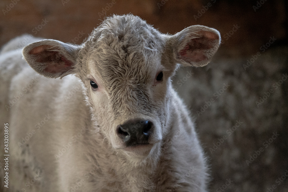 Black Angus Charolais Mixed Calf Cow in Barn Black Angus Charolais Mixed Calf Cow in Barn