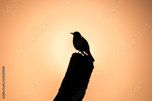 Silhouette of Cuckoo sitting on broken stump photo