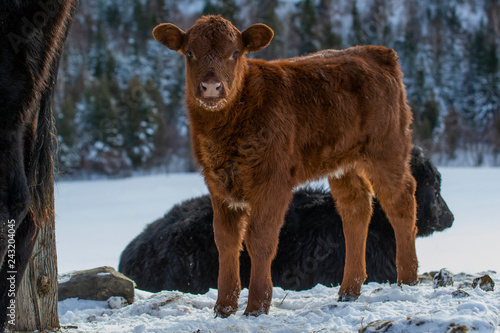 Red Angus Calf Full Body Standing Outside in Winter photo