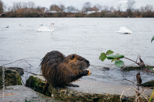 Biber und Schwan photo