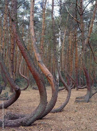 Crooked Forest, Krzywy Las, Zachodniopomorskie region, Poland photo
