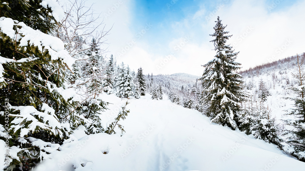 Winter mountains forest landscape with snow covered pine trees