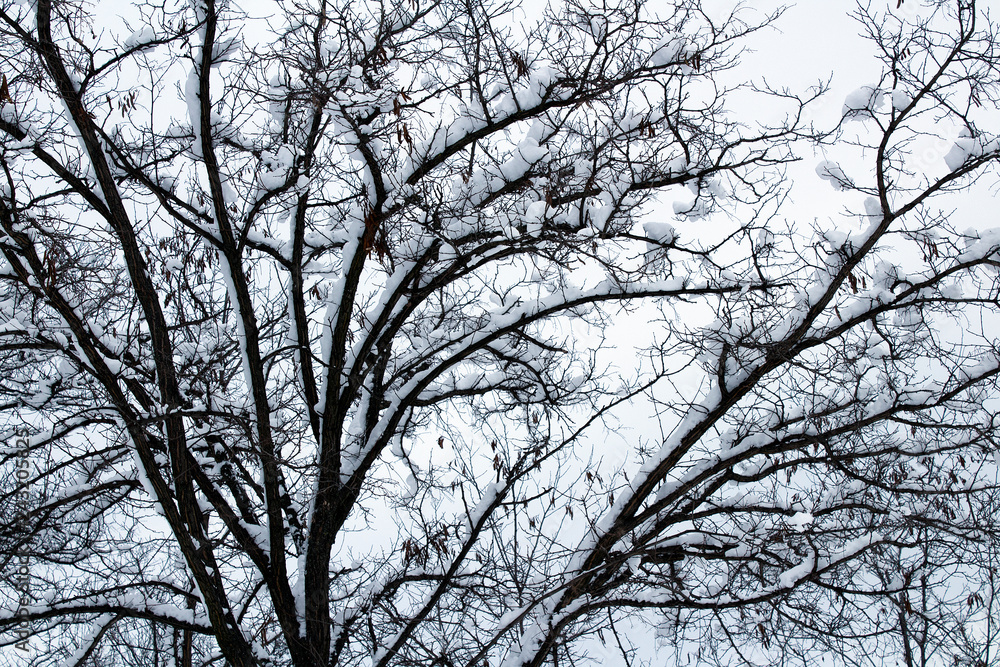 snow covered winter tree branches snow covered winter tree branches