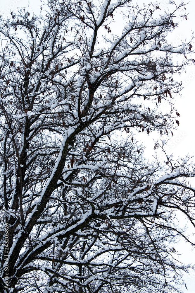 snow covered winter tree branches snow covered winter tree branches