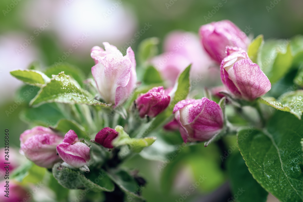 Apple tree flower Apple tree flower