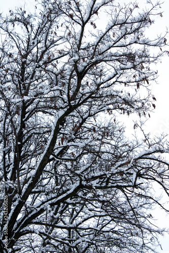 snow covered winter tree branches