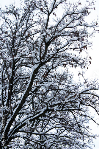 Wallpaper Mural snow covered winter tree branches Torontodigital.ca