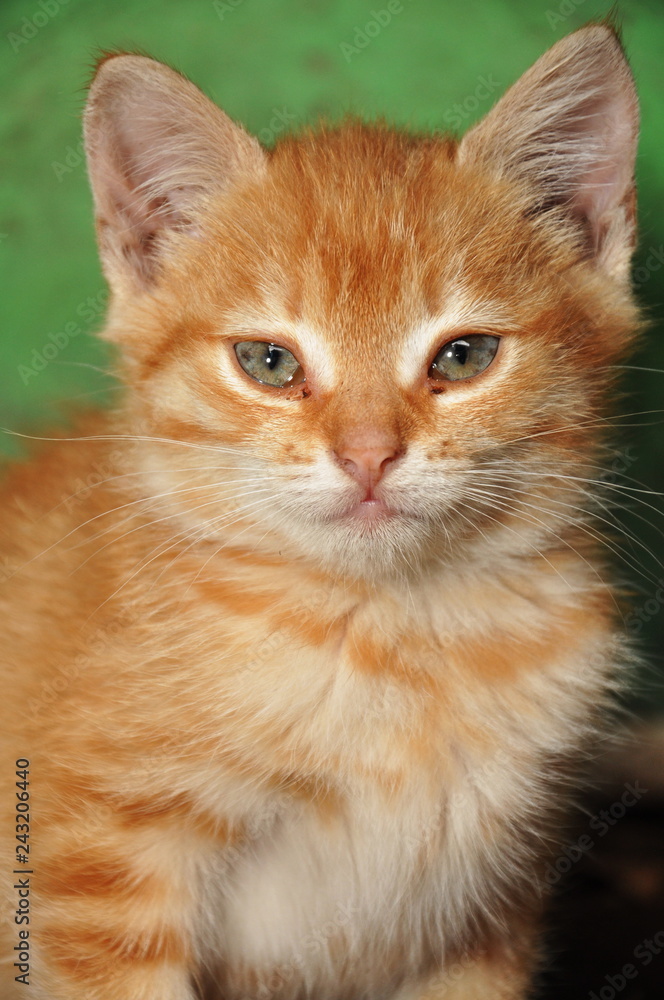 redhead striped cat