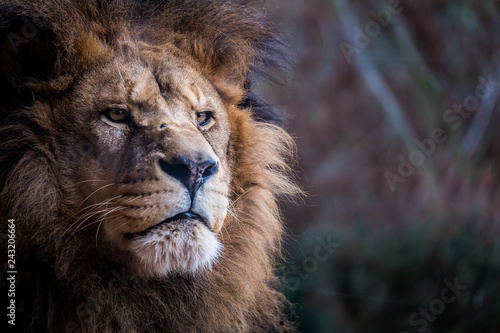 Portrait de lion © PicsArt