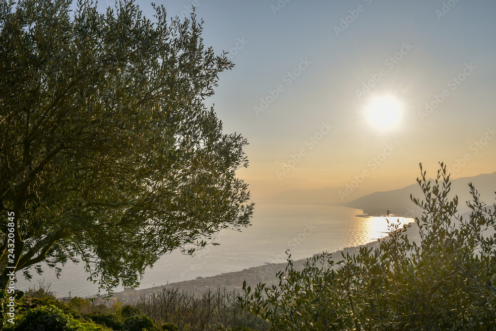 Panoramic view of the Ligurian coast with olive trees in the foreground backlight at sunset, Pietra Ligure, Loano, Liguria, Italy