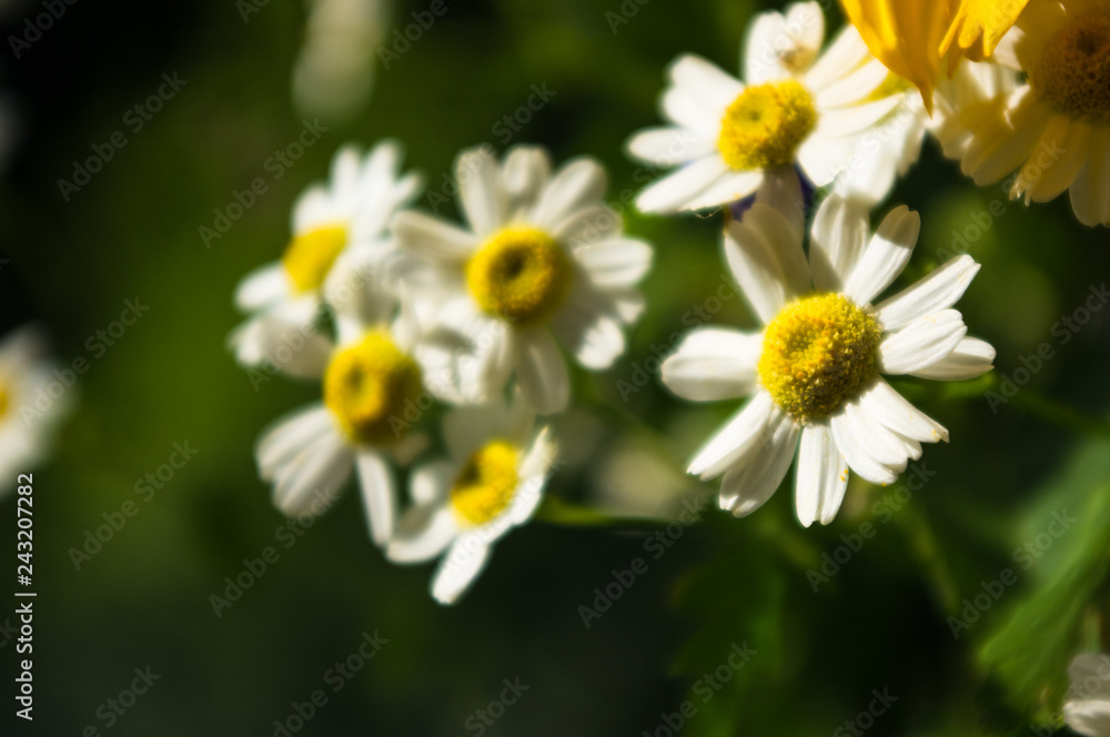 a bouquet of bright spring flowers of various types