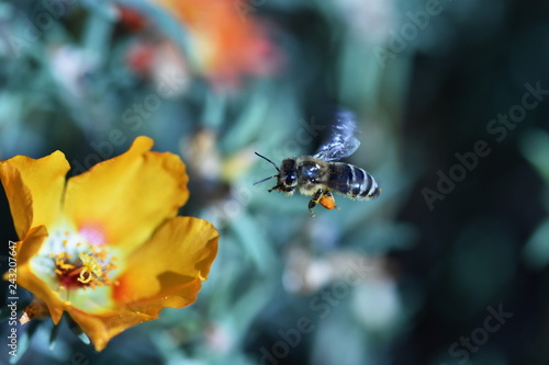 action,aster,background,beautiful,beauty,bee,beehive,bloom,blooming,blossom,bokeh,botany,close,closeup,collect,colore,colorful,daisy,eat,feed,flora,floral,flower,fly,garden,gardening,hive,honey,macro,