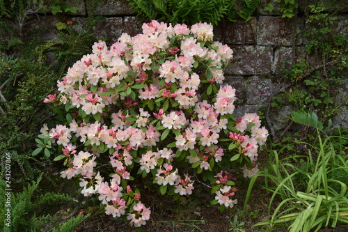 Beautiful Rhododendron Flower