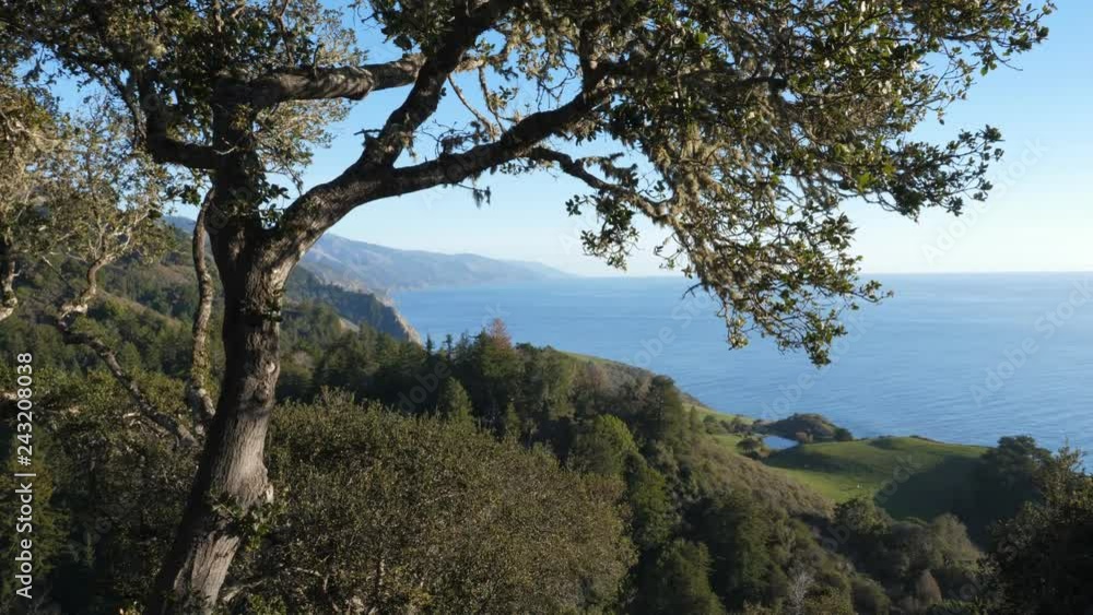 Big Sur coastline. View of tree and Pacific Ocean. California, USA. Handheld shot with stabilized camera. Big Sur coastline. View of tree and Pacific Ocean. California, USA. Handheld shot with stabilized camera.