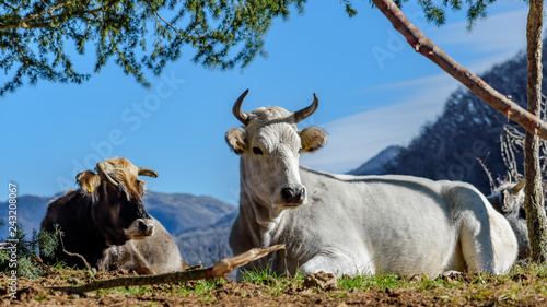 cows rest peacefully in bright winter mountain landscape