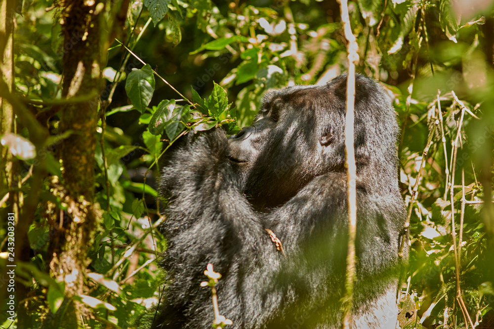 Obraz premium Gorilla Trek