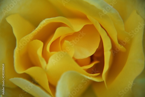 yellow rose detail
