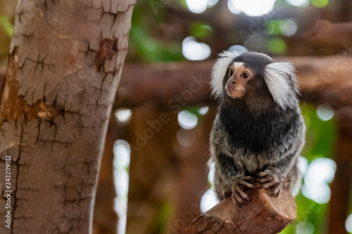 Canvastavla Petit singe ouistiti à pinceaux blancs