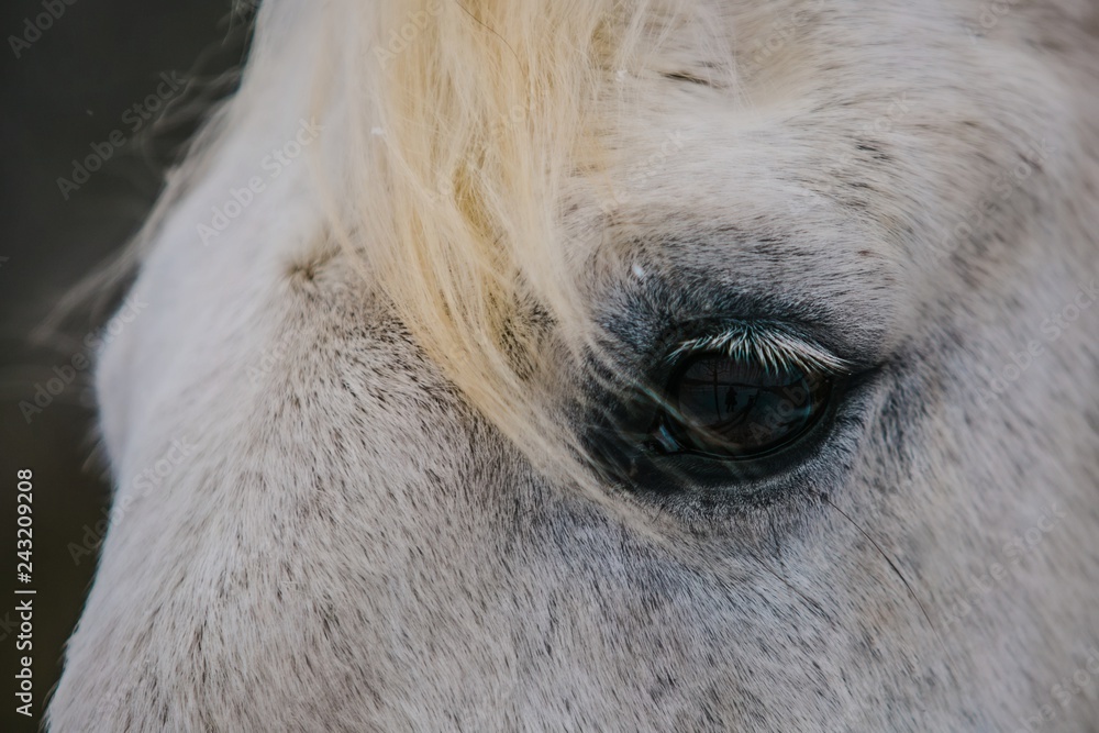 Detail of white horse dark eye, eyelashes, yellow mane on forehead, reflection of photographer in the eye Detail of white horse dark eye, eyelashes, yellow mane on forehead, reflection of photographer in the eye