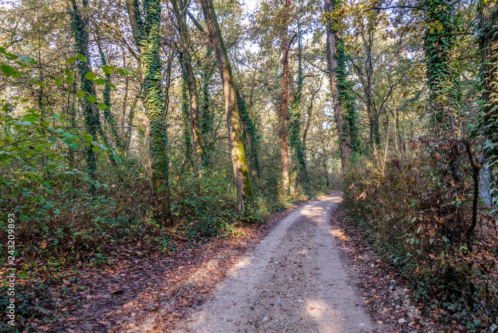 Country road surrounded by a forest in a natural park during autumn Country road surrounded by a forest in a natural park during autumn