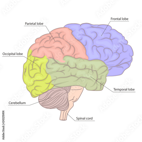 Human brain organ parts anatomy diagram. colorful design. side view. vector