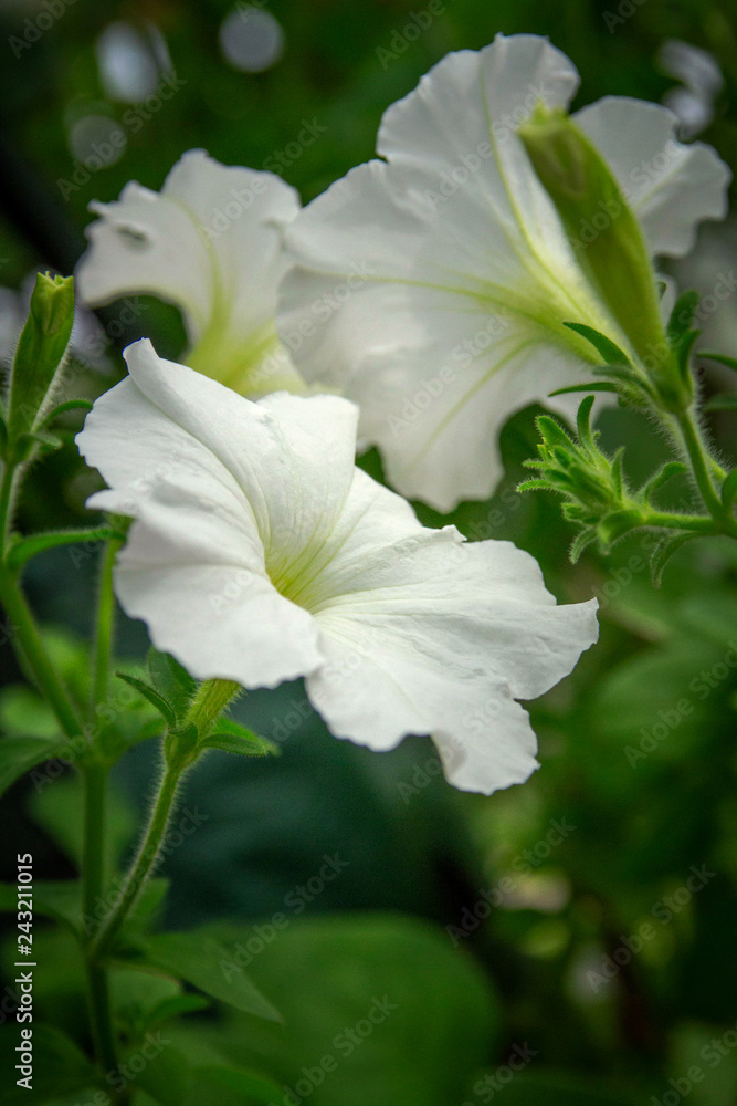 Fototapeta premium White petunias flowers close-up picture
