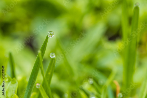 couple water drops on the tip of green long grasses with blurry green background