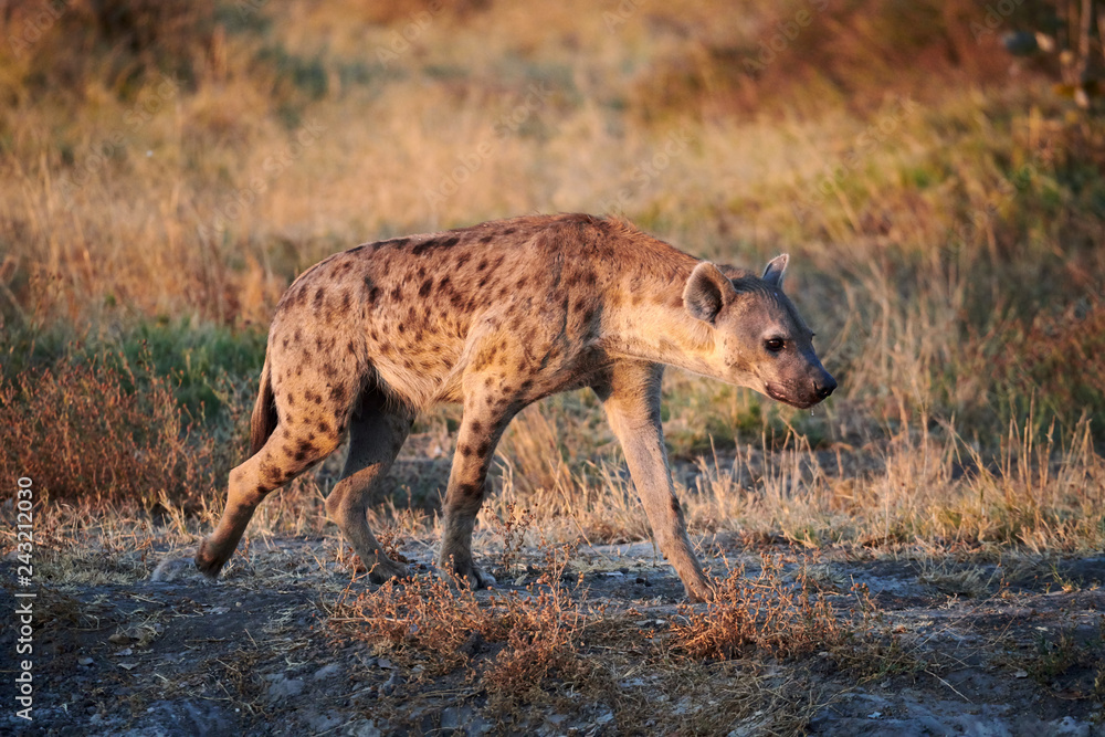 Spotted hyena (Crocuta crocuta) in the African savannah. Spotted hyena (Crocuta crocuta) in the African savannah.
