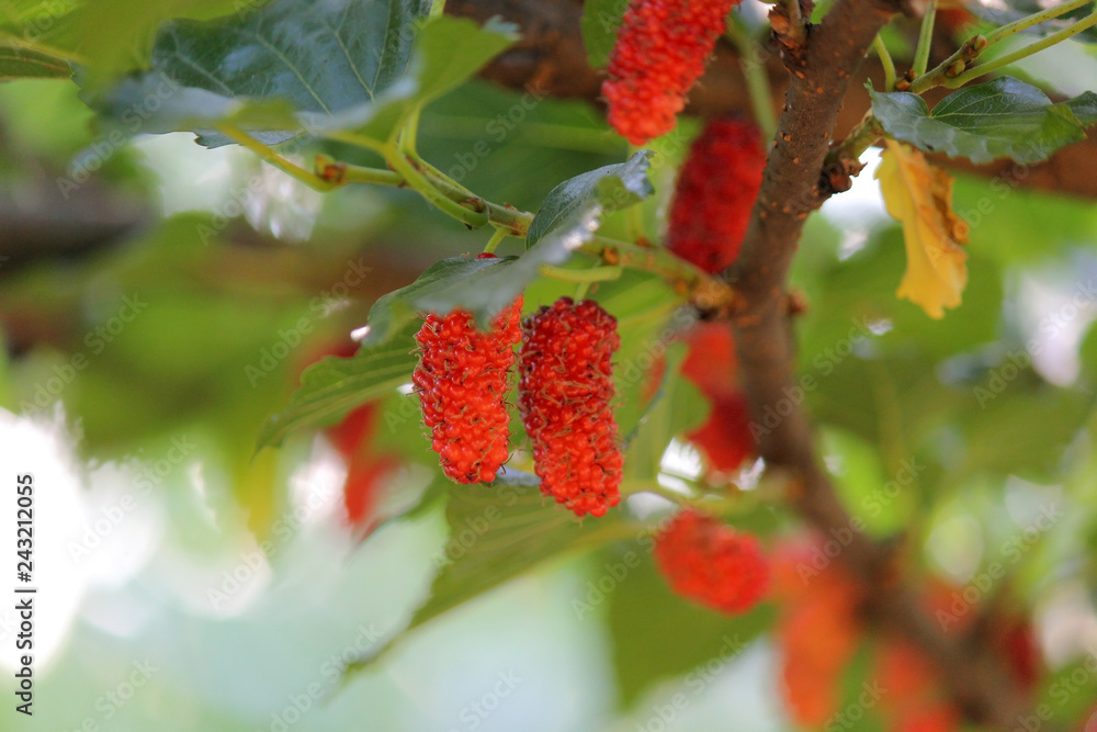mulberry fruit on tree in organic farm mulberry fruit on tree in organic farm