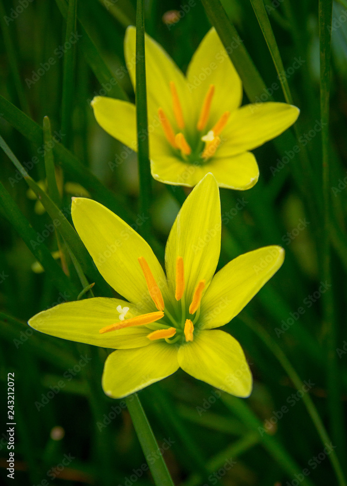 Beautiful bright yellow zephyranthes flowers Beautiful bright yellow zephyranthes flowers