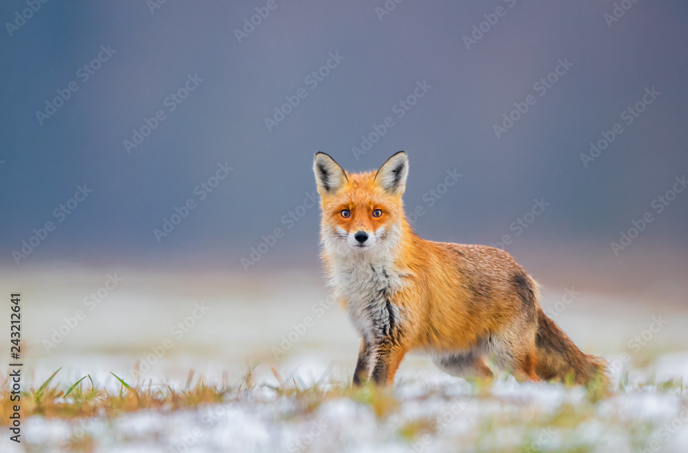 Fox (Vulpes vulpes) Fox (Vulpes vulpes)