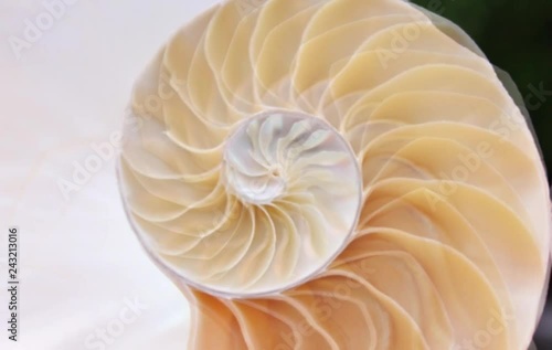 shell nautilus pearl Fibonacci symmetry cross section spiral structure growth golden ratio background mollusk (nautilus pompilius) copy space half split   photo