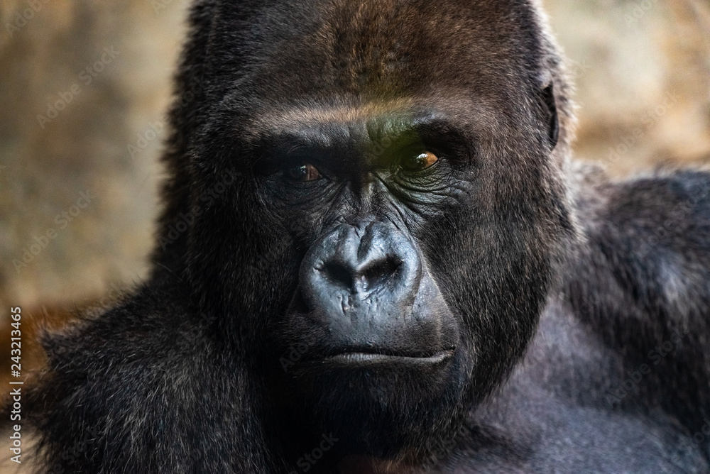 Portrait of a powerful gorilla with expressive eyes. Portrait of a powerful gorilla with expressive eyes.
