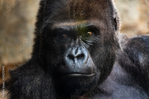 Portrait of a powerful gorilla with expressive eyes. © Joaquin Corbalan