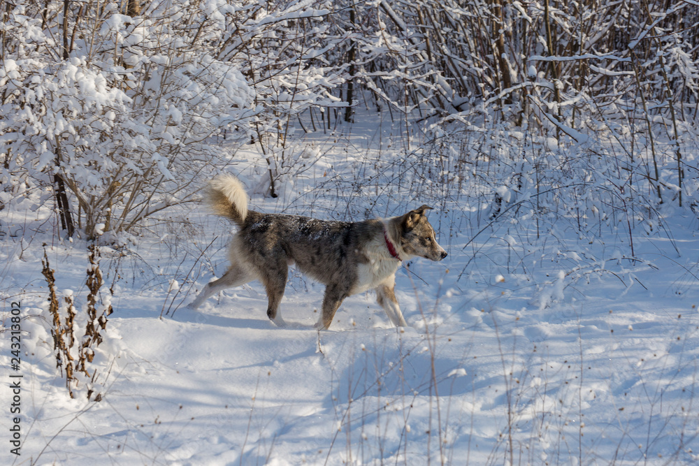 Dogs play in the snow in winter, Beautiful portrait of a pet on a sunny winter day Dogs play in the snow in winter, Beautiful portrait of a pet on a sunny winter day