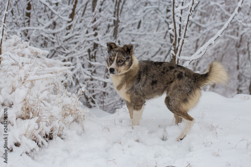 Obraz premium Dogs play in the snow in winter, Beautiful portrait of a pet on a sunny winter day