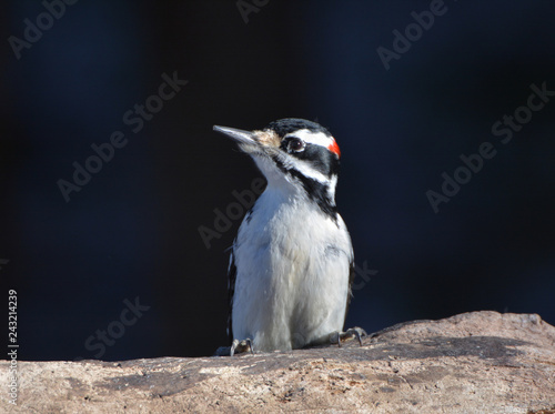 Downy Woodpecker perched