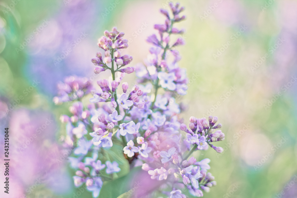 lilac / purple flowers on a background